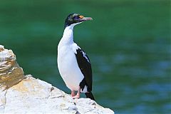 New Zealand King Shag